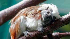 Oedipov tamarin