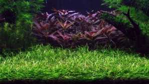 Echinodorus jemný: popis, fotografie, reprodukce, péče, pohledy