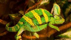 Jemen hameleon: popis, obsah, fotografie, reprodukce