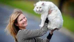 Cat epilepsy: symptomy a léčba