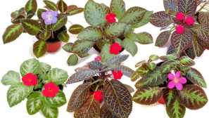 Epistion: obsah, reprodukce, péče, popis, škůdce, foto, video