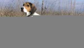 Estonský honič: plocha popisu a funkce obsahu