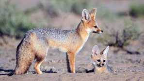 Jihoafrický lisitsa