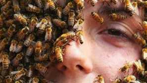 Jaké sny osa nebo včelí interpretace snů, jak číst sny