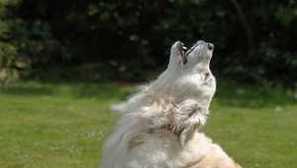 Co je pes ve dvoře? Proč a za co?