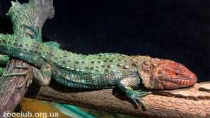 Kajman lizard