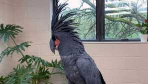 Jak cacatu babička náš kmen