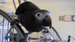 Jak moje přítelkyně zachránila papoušek od špatných majitelů