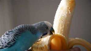 Jak jsme se stali hejnem vlnitých sali