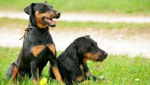 Jak se psi komunikovat mezi sebou