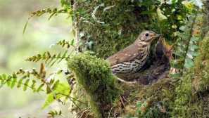 Jak zpívající zpěv