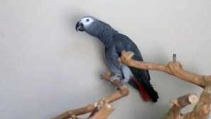 Jako papoušek bývalý urazil svou novou dívku
