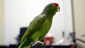 Jako parrot navštívená škola