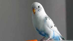 Jako papoušek krmený kočkou