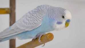 Jak papoušek dělal přátele s kočkou