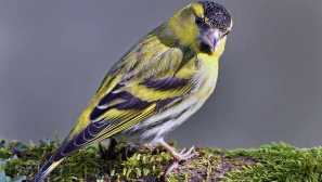 Co vypadá a zpívá ptáka chiz