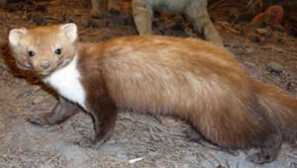 Co vypadá lesní zvíře - kamenný kámen?