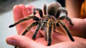 Jaký pavouk tarantula vypadá