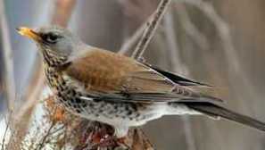 Co vypadá pták parta, její jídlo a druhy