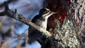 Jak vypadá tři slepé datel