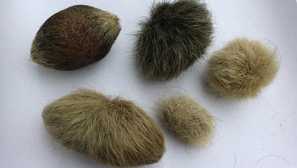 Jak odstranit paušální vlnu ze žaludku do kočky?