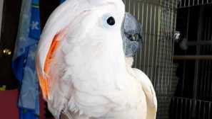 Cockada yashka přísně potrestala maminka pro zmatek