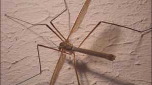 Jaký hmyz padne do koupelny a jak se jich zbavit