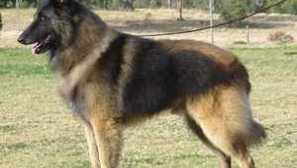 Jaké obchodní psi existují? Plemena a jejich rysy