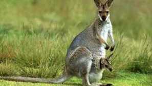 Jaká zvířata jsou zástupci vzorků savců zvířat