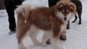 Kanadský eskimo pes: historie plemene a charakter