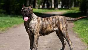 Kanárský pes: plemeno popis a funkce obsahu