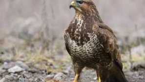 Cornuk obyčejný, nebo sarych -yrsky reprezentující opeřené dravce