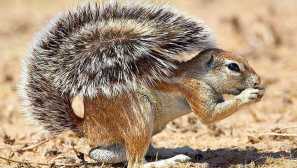 Cape earth squirrel