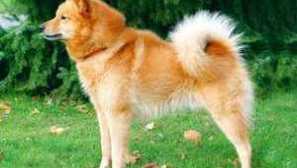 Karelian-finský jako: popis plemene a fotografie psa