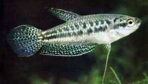 Dwarf guorats: obsah, popis, reprodukce, kompatibilita, fotografie