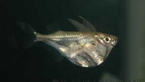 Carboniella marble popis obsah péče o chovné typy fotografií