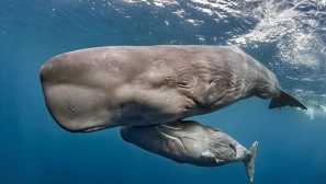 Cachelot - tajemný obří