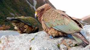 Kea parrot, který loví ovce
