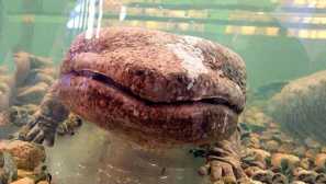 Čínský obří salamander