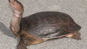 Čínská trionix: obsah a péče, fotografie.