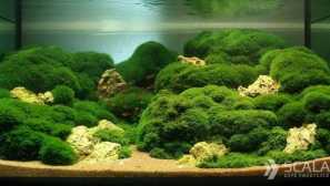 Cladofto: obsah, reprodukce, popis, fotky, typy