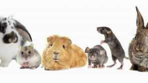 Personál pro králíky a další hlodavci