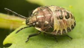 Chyba škodlivá želva na trope války! Jak to vyhrát?