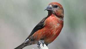 Když pták pták přináší mláďata?