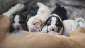 Když štěňátka otevřou po narození?