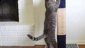 Kogtetchka pro kočku to dělají z lana