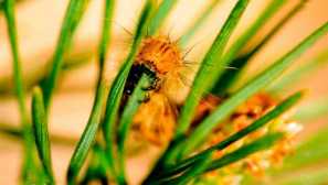 Cocoon borovice borovice nebo borovice hedvábně