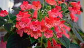 Coloria: obsah, reprodukce, škůdci, ořezávání, fotky, video, péče