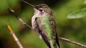 Hummingbird mango nebo jamaican mango