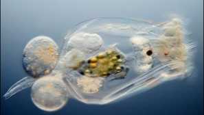 Provitratchka: ředění doma, popis, fotografie, video